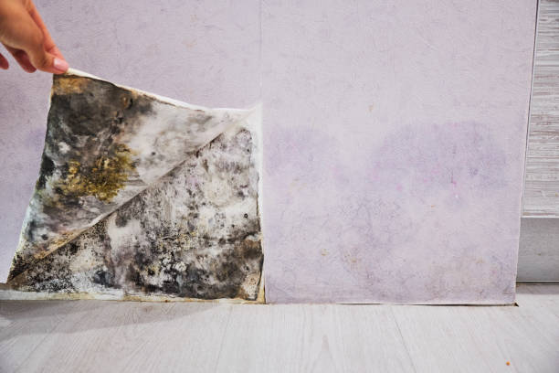Best Local Mold Removal Service  in Maple Heights Lake Desire, WA